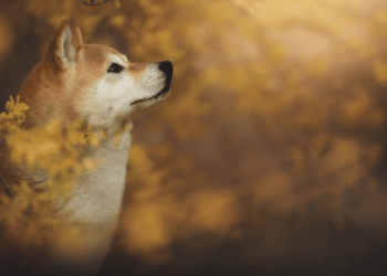 Shiba Inu, Pepe, Dogecoin Explode by Double Digits, Total Liquidations Up to $150M