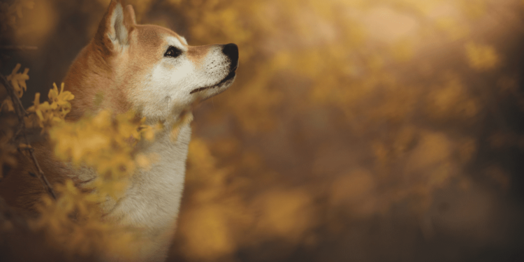 Shiba Inu, Pepe, Dogecoin Explode by Double Digits, Total Liquidations Up to $150M
