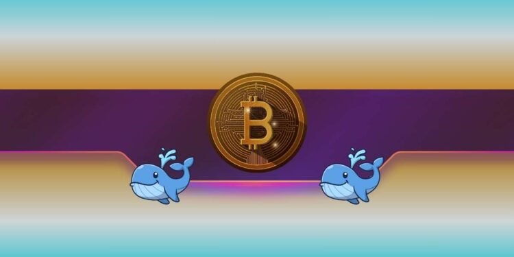 Here's What BTC, DOGE, XRP Whales Did During The Market Correction