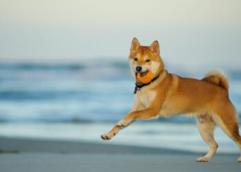 Ripple XRP, Shiba Inu, iDEGEN