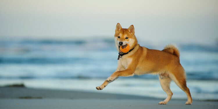 Ripple XRP, Shiba Inu, iDEGEN