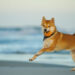 Ripple XRP, Shiba Inu, iDEGEN