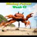 Week 47 | Mining Payouts 12/29/19