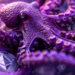 Kraken revenue surges 128% to $1.5 billion in 2024 amid strategic overhaul