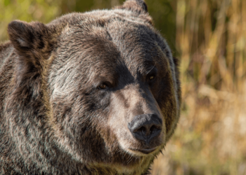 Bitcoin Price Analysis: Bulls Fight for Control as Bears Threaten a Massive Sell-Off