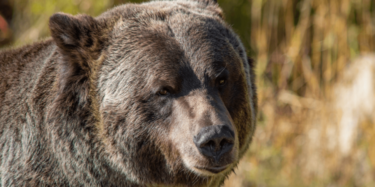 Bitcoin Price Analysis: Bulls Fight for Control as Bears Threaten a Massive Sell-Off