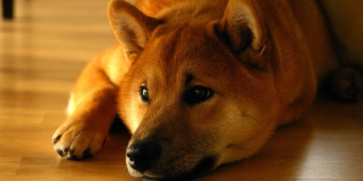 Shiba Inu