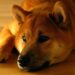 Shiba Inu