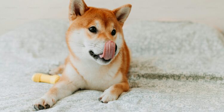Shiba Inu