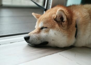 Dogecoin