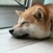 Dogecoin