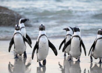 My Neighbor Alice Partners With Pudgy Penguins to Launch New Game Zone ‘Pudgy Land'