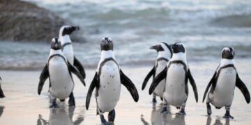 My Neighbor Alice Partners With Pudgy Penguins to Launch New Game Zone ‘Pudgy Land'
