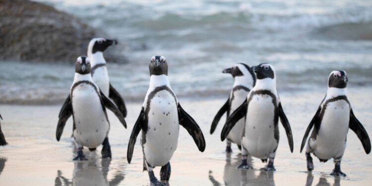 My Neighbor Alice Partners With Pudgy Penguins to Launch New Game Zone ‘Pudgy Land'