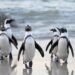 My Neighbor Alice Partners With Pudgy Penguins to Launch New Game Zone ‘Pudgy Land'