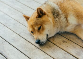 Shiba Inu