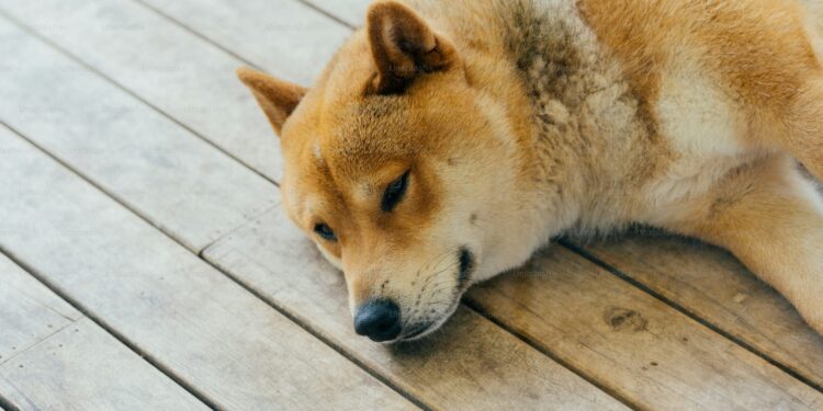 Shiba Inu