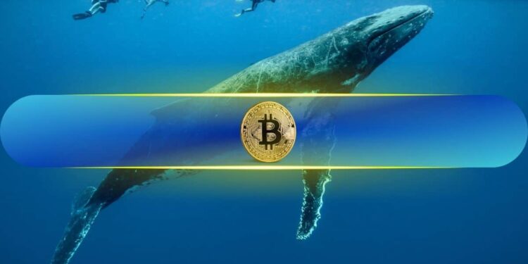 Bitcoin Whales Seize 68% of Supply After Adding 218,570 BTC