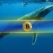 Bitcoin Whales Seize 68% of Supply After Adding 218,570 BTC