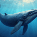 Aster Whales Buy