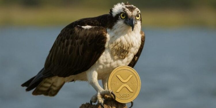 REX-Osprey to debut first XRP ETF in the US this week