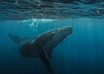 Bitcoin whale deposits $40M USDC into Hyperliquid to boost BTC short position
