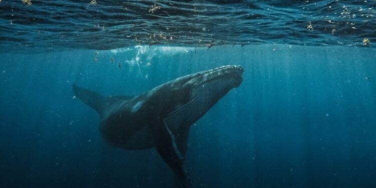 Bitcoin whale deposits $40M USDC into Hyperliquid to boost BTC short position