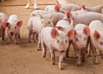 US Seeks Forfeiture of $14.2B Bitcoin Linked to Pig-Butchering Kingpin Chen Zhi