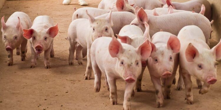 US Seeks Forfeiture of $14.2B Bitcoin Linked to Pig-Butchering Kingpin Chen Zhi