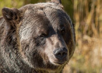 Grayscale Sees 2 Paths out of Bitcoin Bear Market as Key Catalysts Near