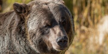 Grayscale Sees 2 Paths out of Bitcoin Bear Market as Key Catalysts Near
