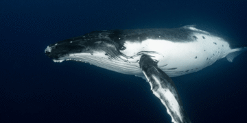 Satoshi-Era Bitcoin Whale Awakens, Moves $48M in Vintage BTC